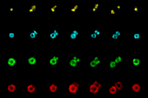 Fu newborn centriole 475