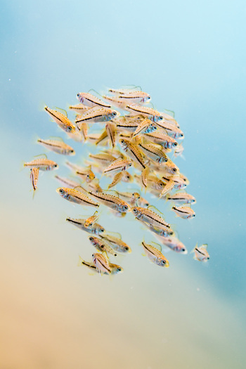 A school of juvenile Malawi cichlids (Dimidiochromis kiwinge) recently released by their mouthbrooding mother