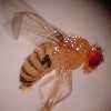 jiggins-smallfly-inpage