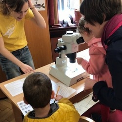 Science Festival 2019 - zebrafish