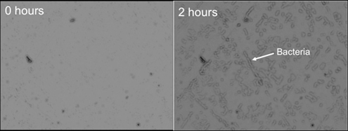 Waterscope bacteria in page