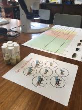 Big Biology Day 2019 - activities