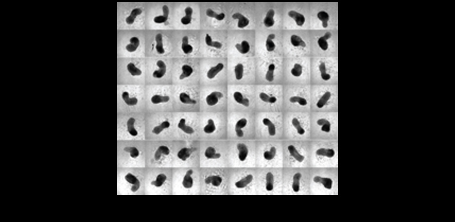 144 hour gastruloids 885