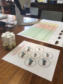 Big Biology Day 2019 - activities