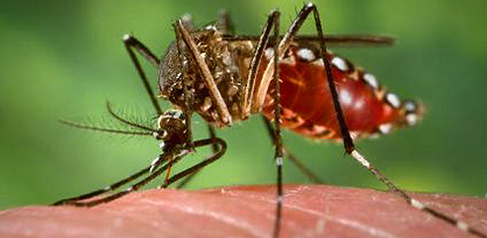Jiggins aedes 590