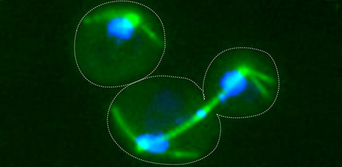 Segal cell 590