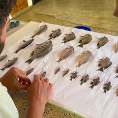 Senior-author Hannes Svardal pinning Malawi cichlid specimens on a board for preservation. 