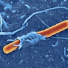 Shigella bacteria