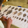 Senior-author Hannes Svardal pinning Malawi cichlid specimens on a board for preservation. 