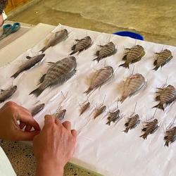 Senior-author Hannes Svardal pinning Malawi cichlid specimens on a board for preservation. 