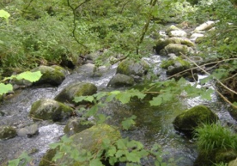 brook with greenery