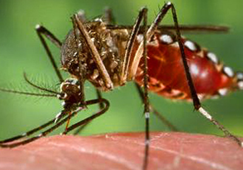 Jiggins aedes 590