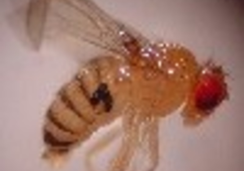jiggins-smallfly-inpage