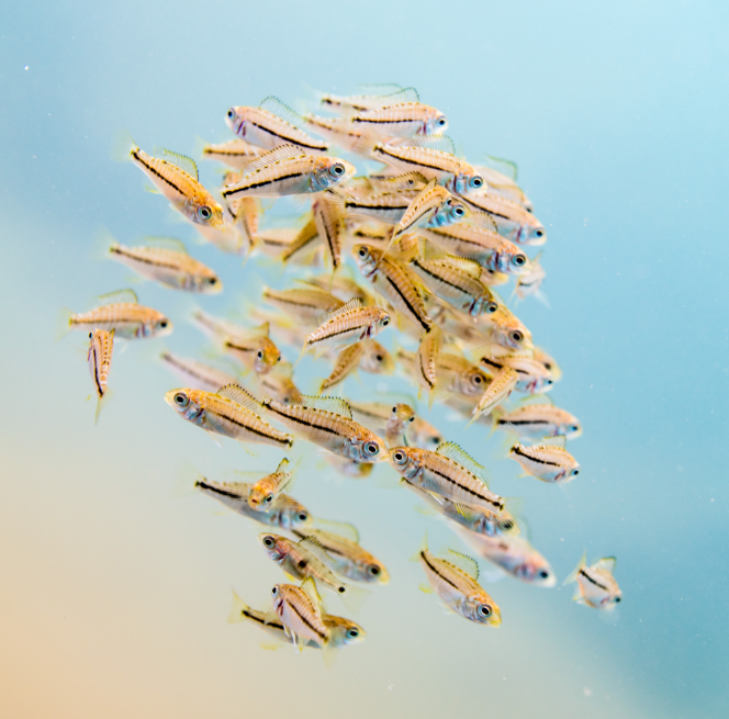 A school of juvenile Malawi cichlids (Dimidiochromis kiwinge) recently released by their mouthbrooding mother. Photo: Hannes Svardal A school of juvenile Malawi cichlids (Dimidiochromis kiwinge) recently released by their mouthbrooding mother. Photo: Hannes Svardal
