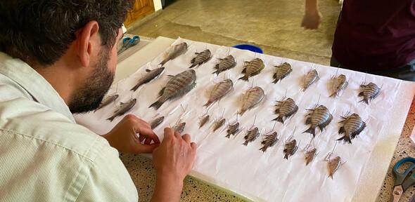 Senior-author Hannes Svardal pinning Malawi cichlid specimens on a board for preservation. Photo: Moritz Blumer Senior-author Hannes Svardal pinning Malawi cichlid specimens on a board for preservation.