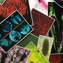 Research images