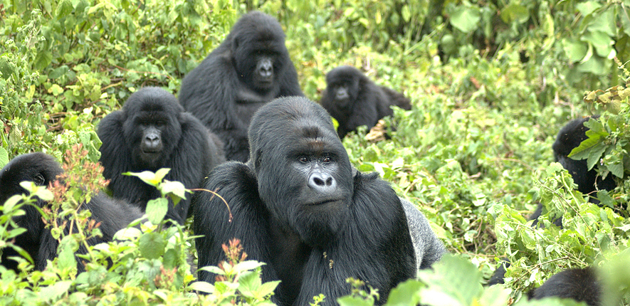 Gorilla family 885